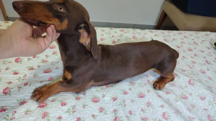 Ninhada de Basset / Dachshund / Cofap / Salsichinha