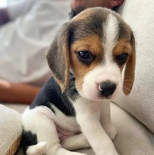 Beagle Um cachorro assim não aparece todo dia