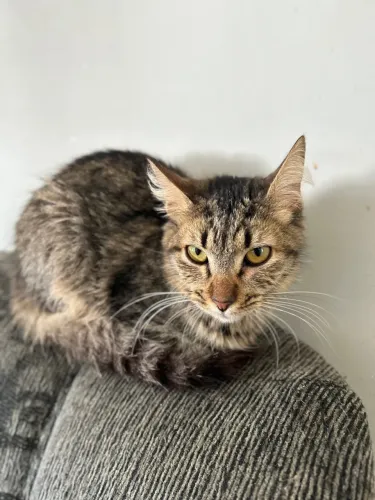Gatinha fêmea para doação