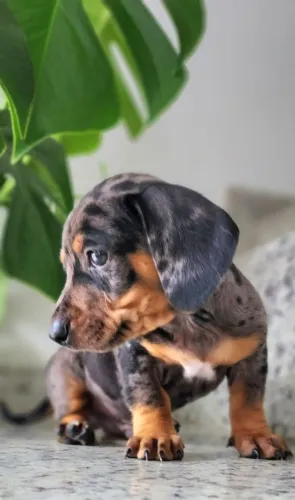 Dachshund - A Pronta Entrega. O Mofadinhooo!!! 