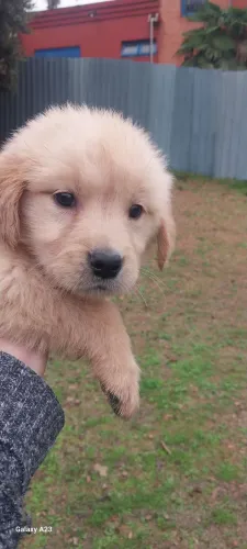 Golden Retriever