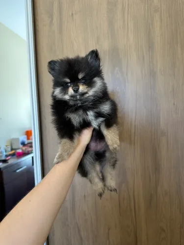 Lulu da pomerania anã fêmea black 