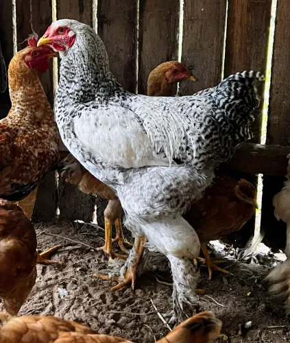 Galo Brahma 
