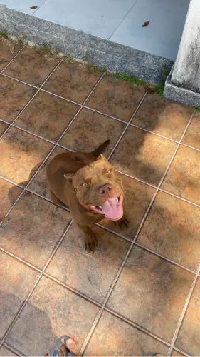 Vendo pitbull