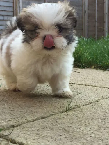 Filhotes Lindos e Cheios de Charme de Lhasa Apso macho