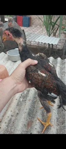 Frango e franga indio 4 meses cada