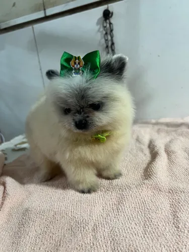 Filhote fêmea de Spitz Alemão