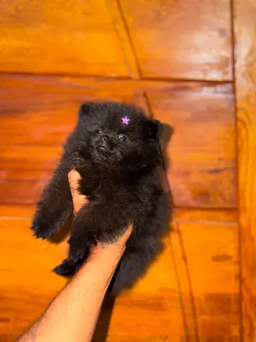 Spitz alemão anao - macho preto