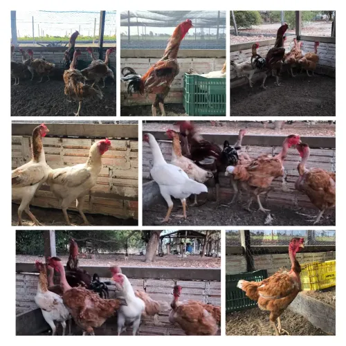 Ovos caipiras galados 