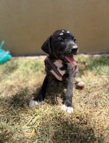 Cachorro fêmea 60 dias porte médio para doação 