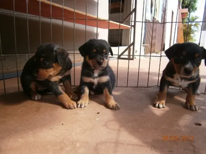 ROTTWEILER X LABRADOR Um presente que traz alegria por muitos anos. - Chama 9 975I.649I