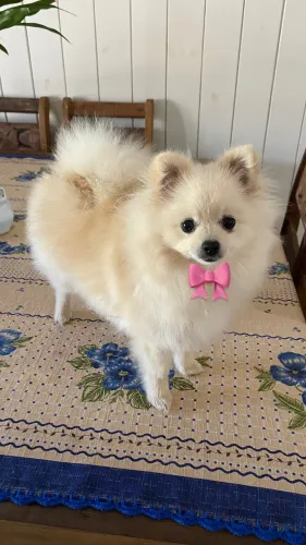 Lulu da Pomerânia Fêmea