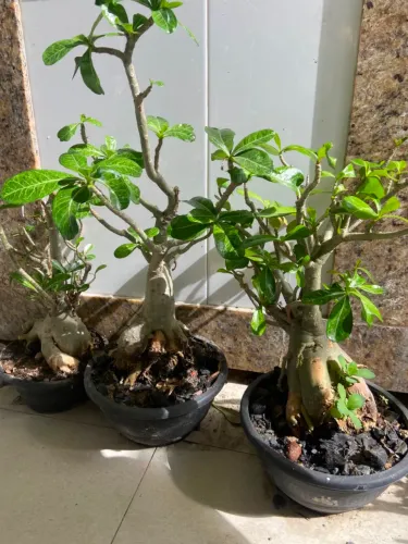 Rosa do deserto