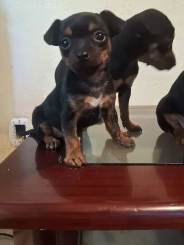 Pinscher fêmea