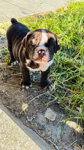 Buldogue Campeiro