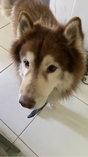 Cachorro