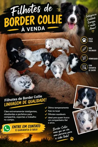 Filhotes puros border Collie