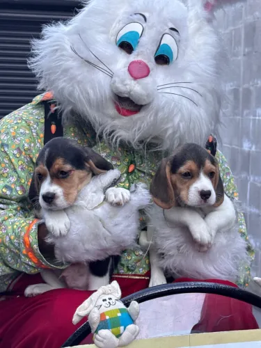 Beagle tesouro 
