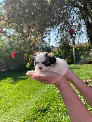 Shih-tzu europeu fêmea