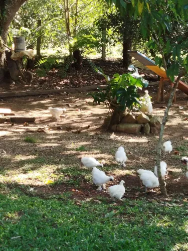 Galinhas Sedosas do Japão (silkie)