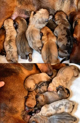 Vendas de pets disponíveis