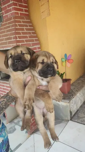 Doação de cachorrinhas porte grande 