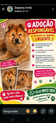 Cachorros para adoção responsável
