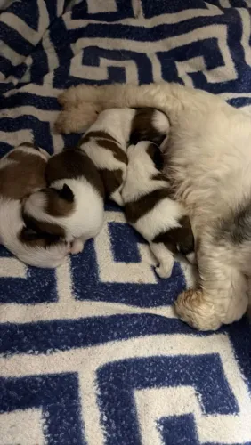 Vendo filhotes de shih tzu