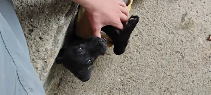 Cachorro