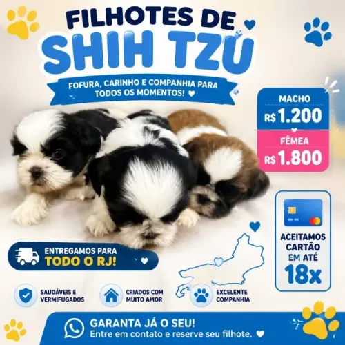 Shih tzu macho e femea raça pura lindos