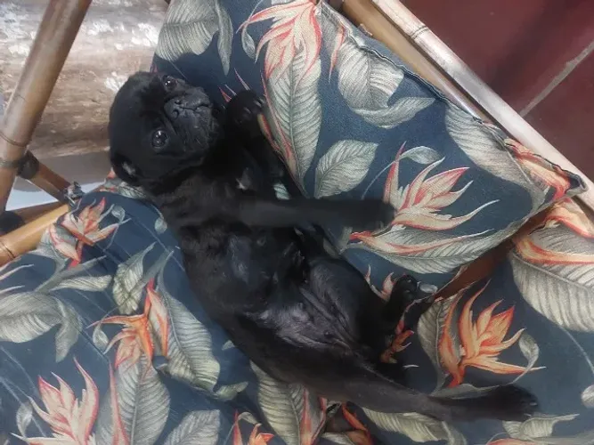 Pug fêmea