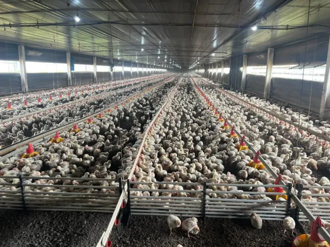 Grajaú de Frango em Nova Motum MT. R$:95.000 sacas de soja