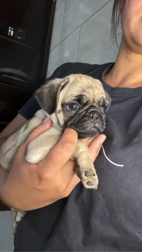 Vendo filhote de Pug fêmea