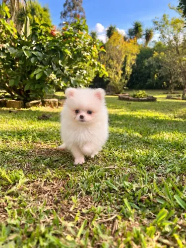 Spitz macho