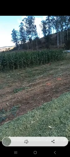 VENDE-SE SILAGEM DE MILHO