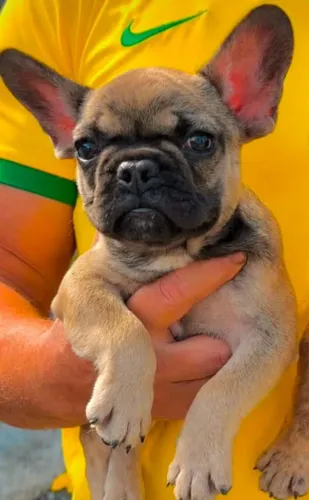 Bulldog francês macho