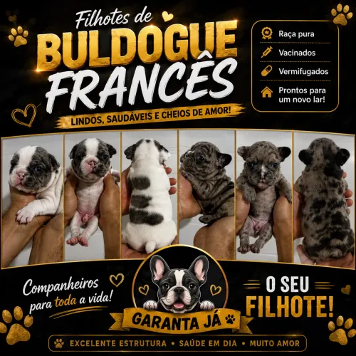 Buldogue francês