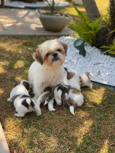 SHIHTZU FILHOTES COM EXCELENTE TEMPERAMENTO E PROCEDÊNCIA