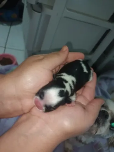 Filhotes de Shih Tzu macho