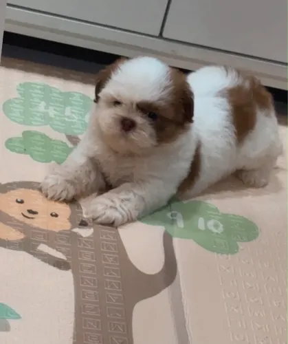 Shihtzu fêmea linhagem fígado 
