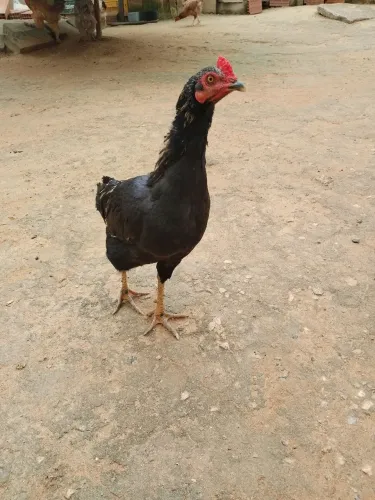 Vendo frango macho 