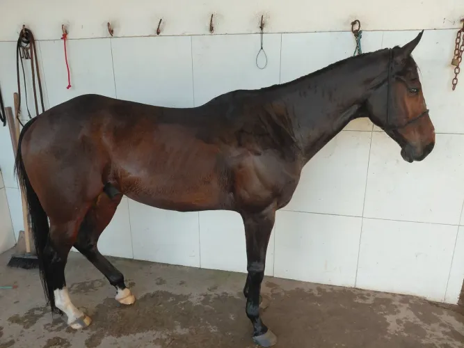 Cavalo de Esteira