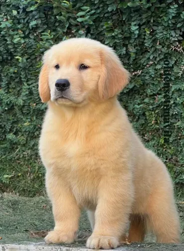 Filhote Golden Retriever, Encha sua vida de alegria com um novo amiguinho peludo!