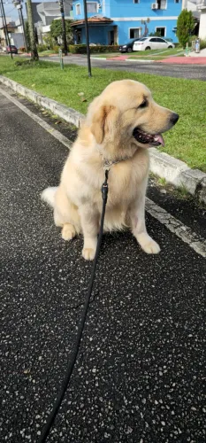 Adestrador de cães