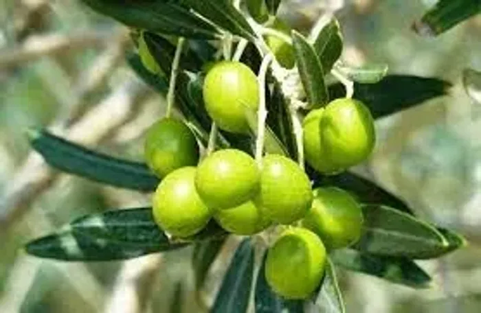 mudas da oliveira embrapa clone