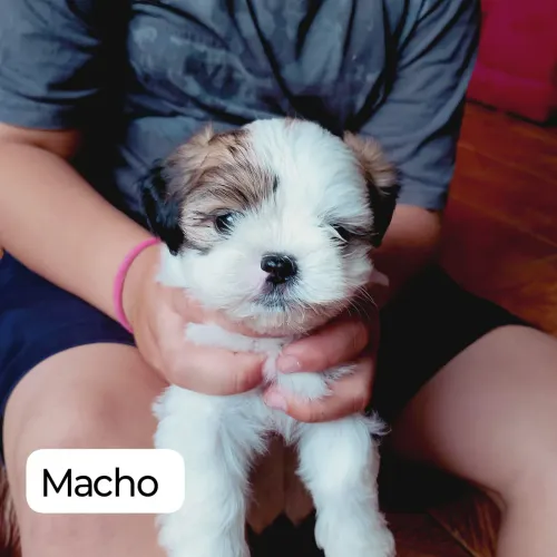 Filhotes de shih tzu