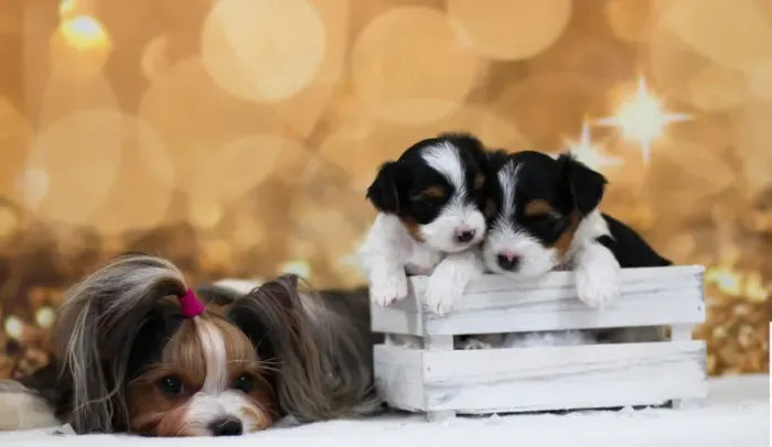 Biewer Terrier Macho Tricolor Pronto para Trazer Felicidade ao Seu Lar