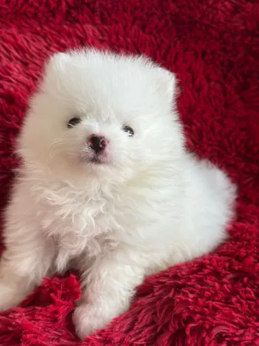 Spitz Alemão macho anão - Carteira atualizada e vacina importada 