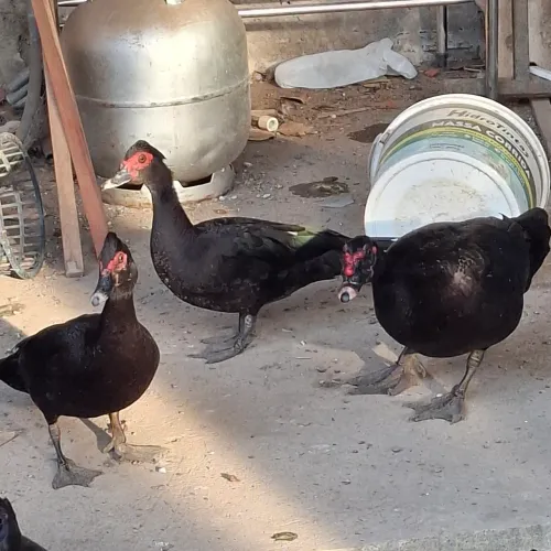 Patos a venda.