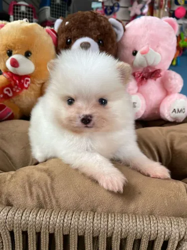  Spitz Alemão (Lulu da Pomerânia) com nota fiscal 